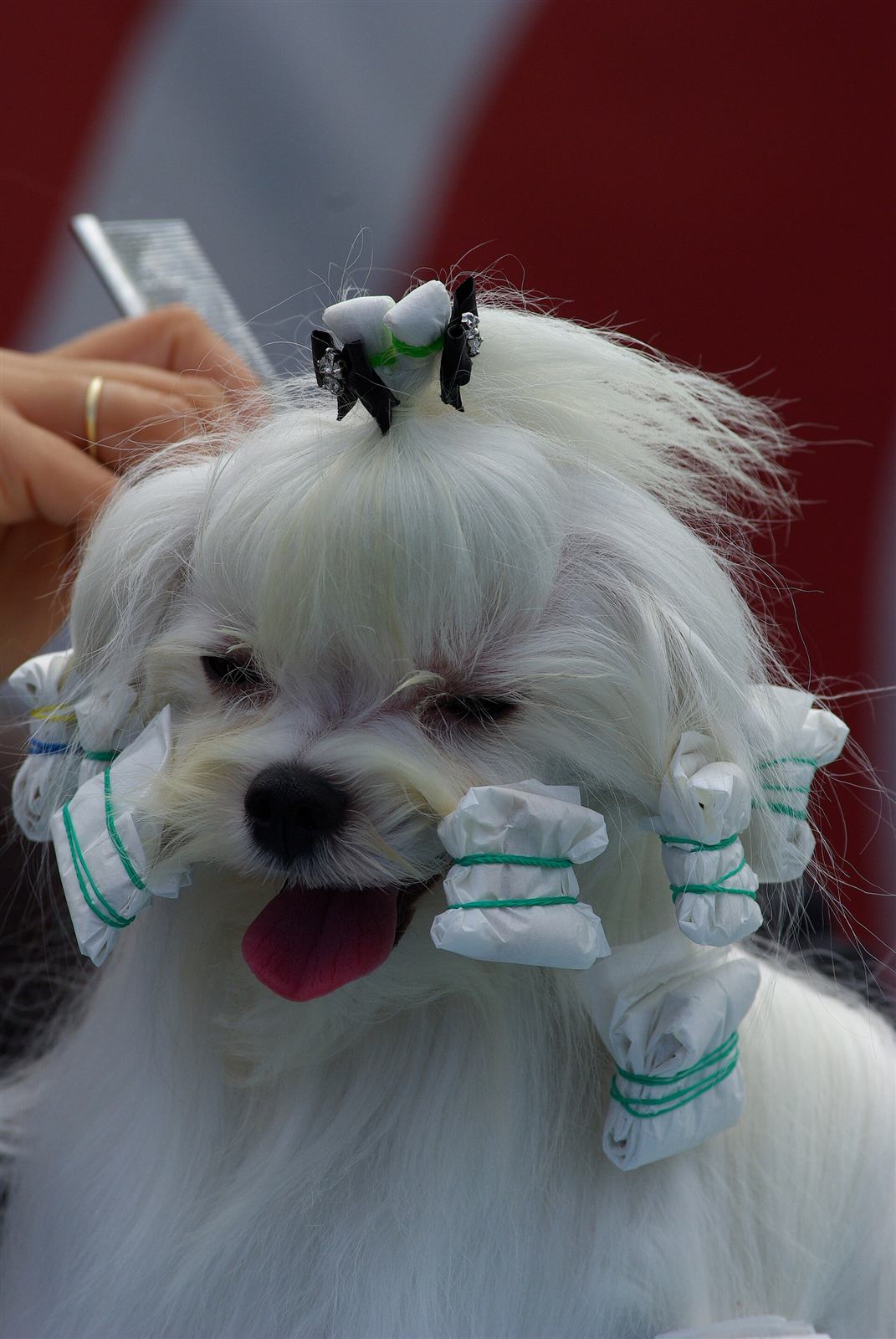 Chiot bichon maltais tout juste réveillé