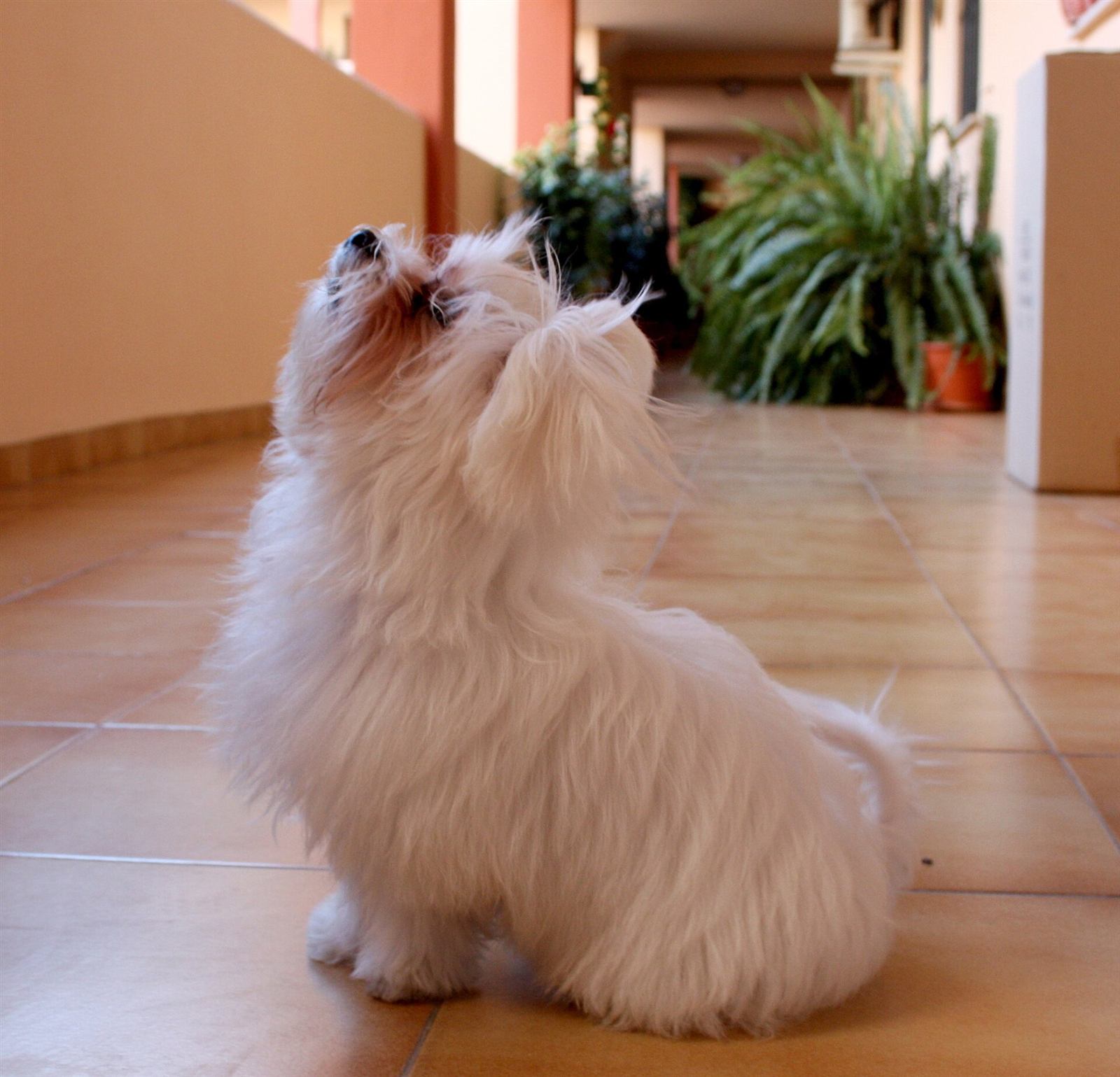 Chiot bichon maltais découvrant le jardin du cottage