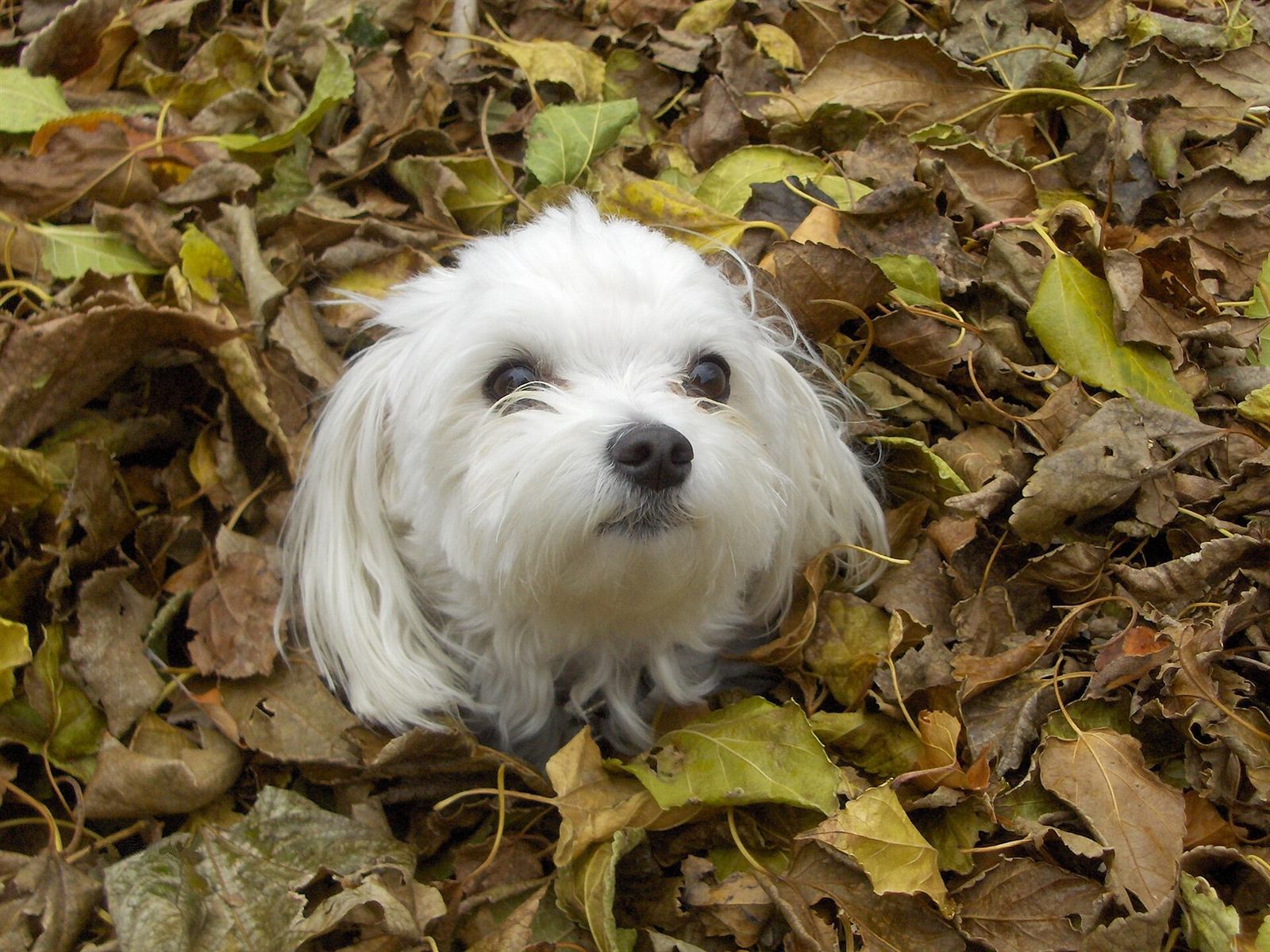 Bichon maltais en promenade d'automne