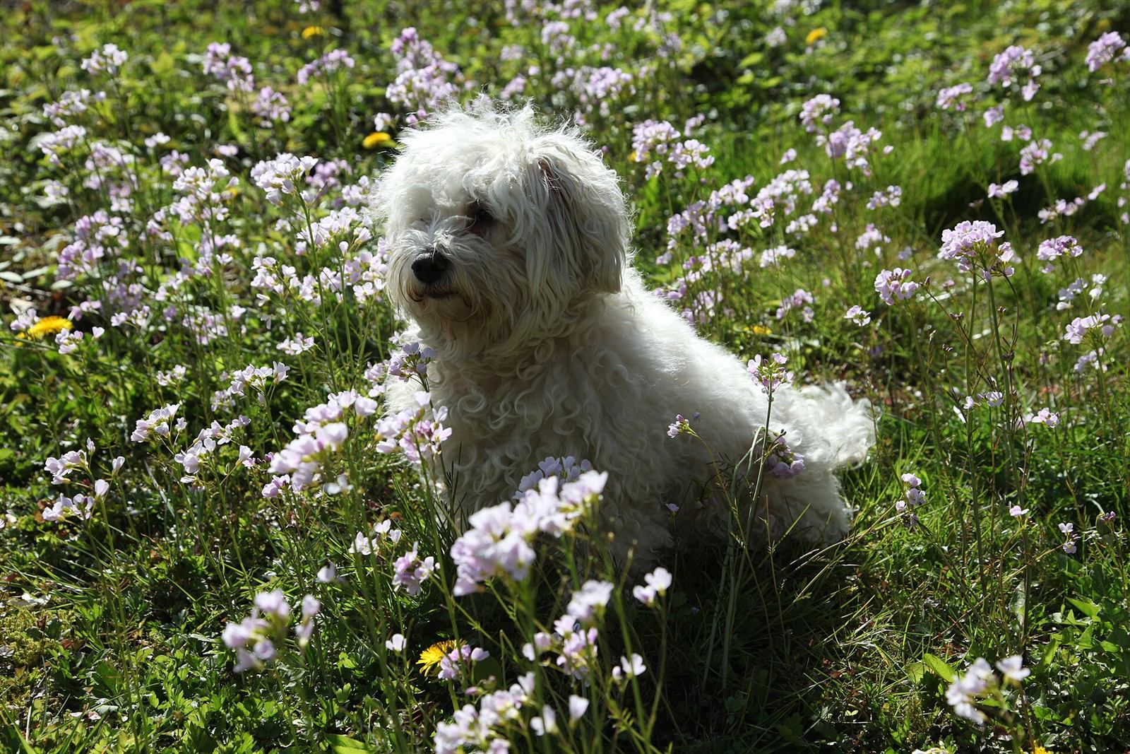 Bichon maltais adulte en bonne santé, portrait