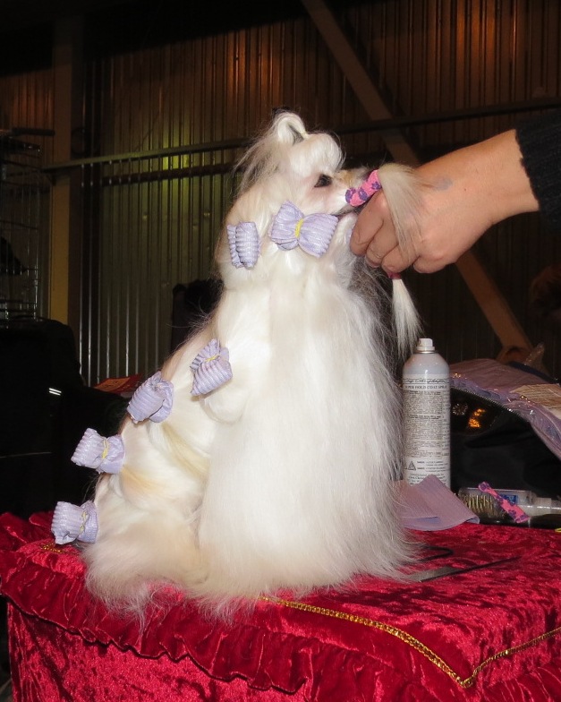 Bichon maltais se reposant à l'ombre