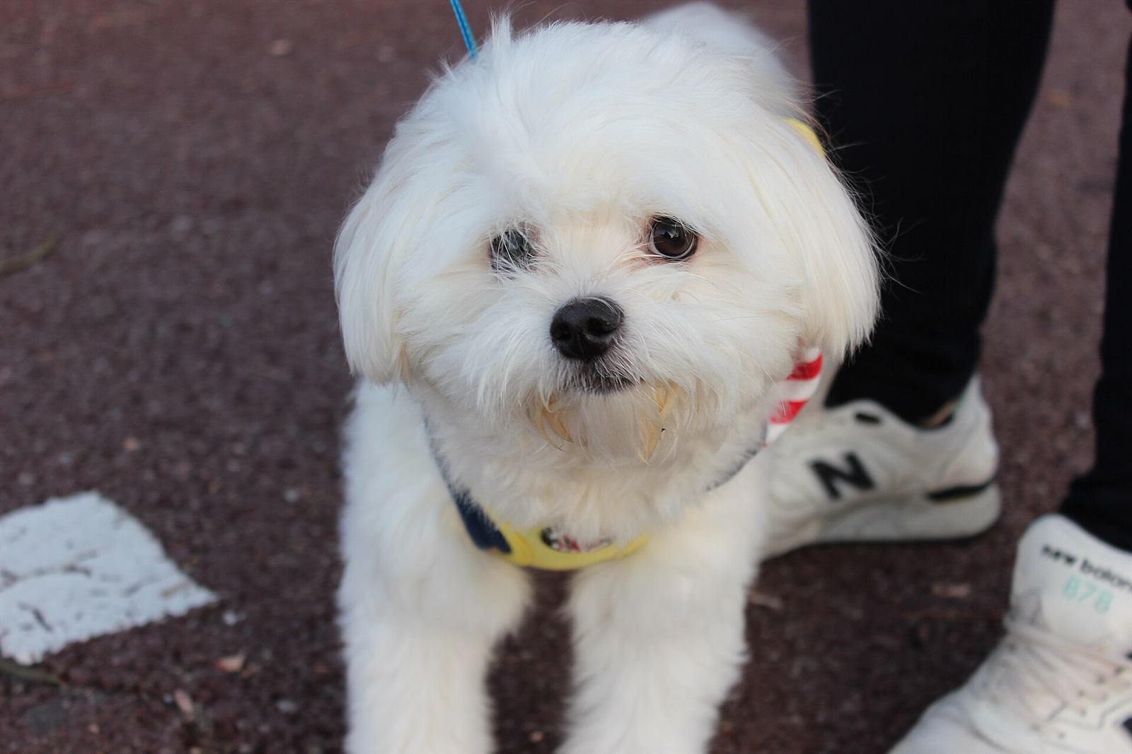 Bichon maltais accueillant, prêt pour la visite