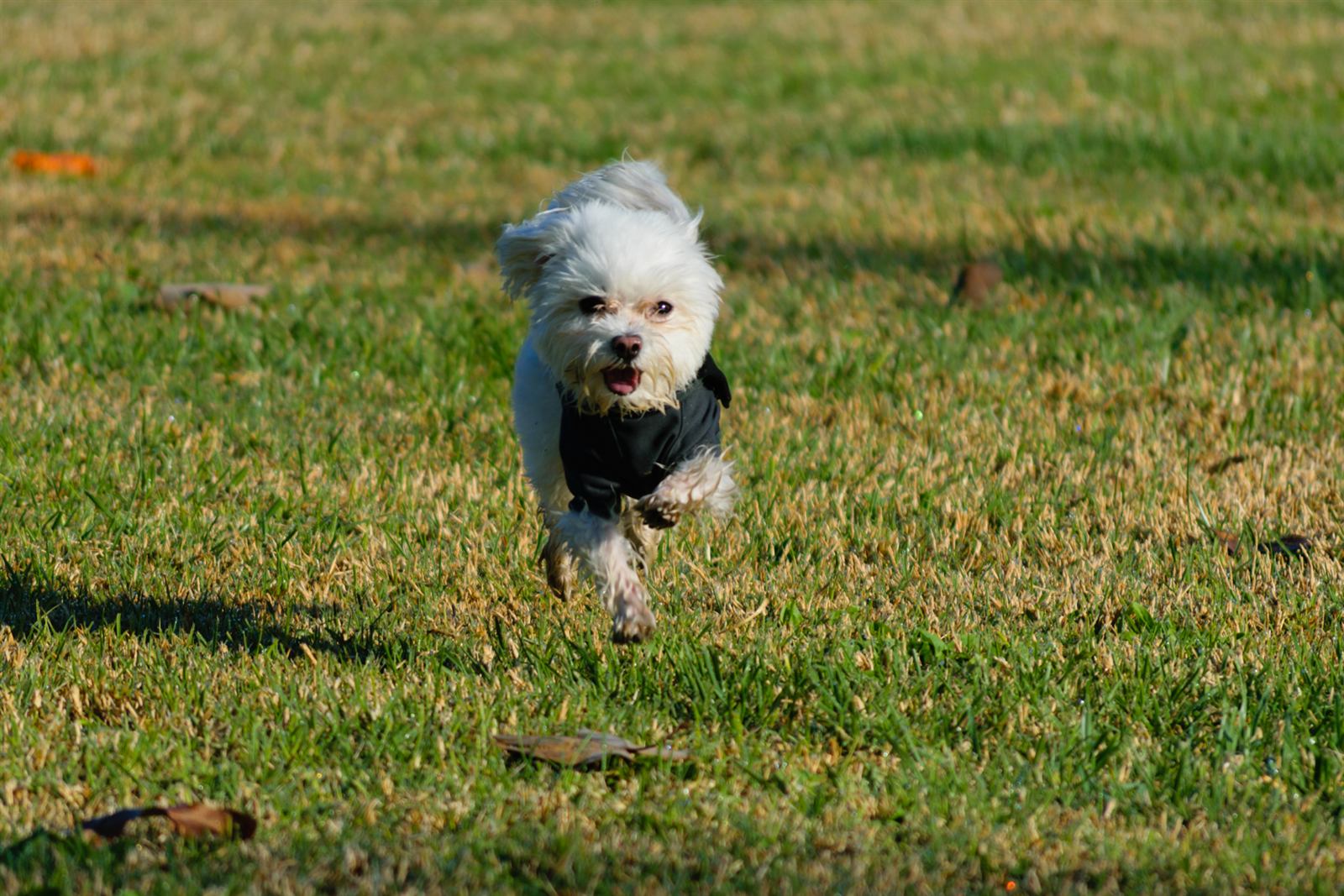Bichon maltais courant dans l'herbe du jardin