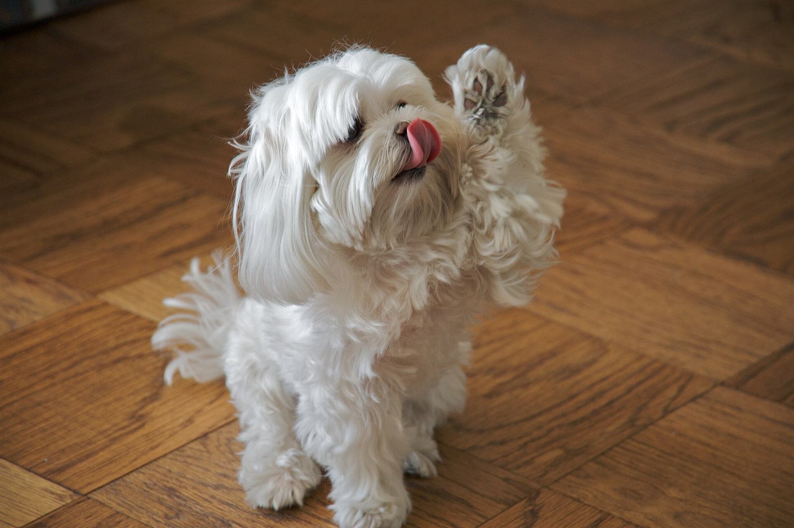 Bichon maltais adulte, portrait dans la lumière du cottage